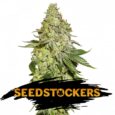 Sherbet - Feminized - 2023 Cannabis Seed Collection