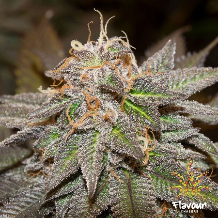 Flavour Chasers Seeds Sherblato Feminized