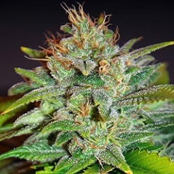 World of Seeds Legends Collection Skunk 47 Feminized