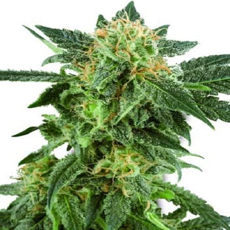 White Label Seed Company Snow Ryder Feminized