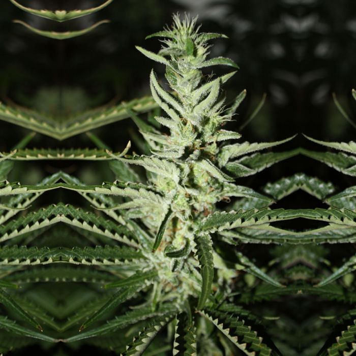 Rare Dankness Seeds Somali Taxi Ride Regular Rare Dankness Seeds Somali Taxi Ride Regular