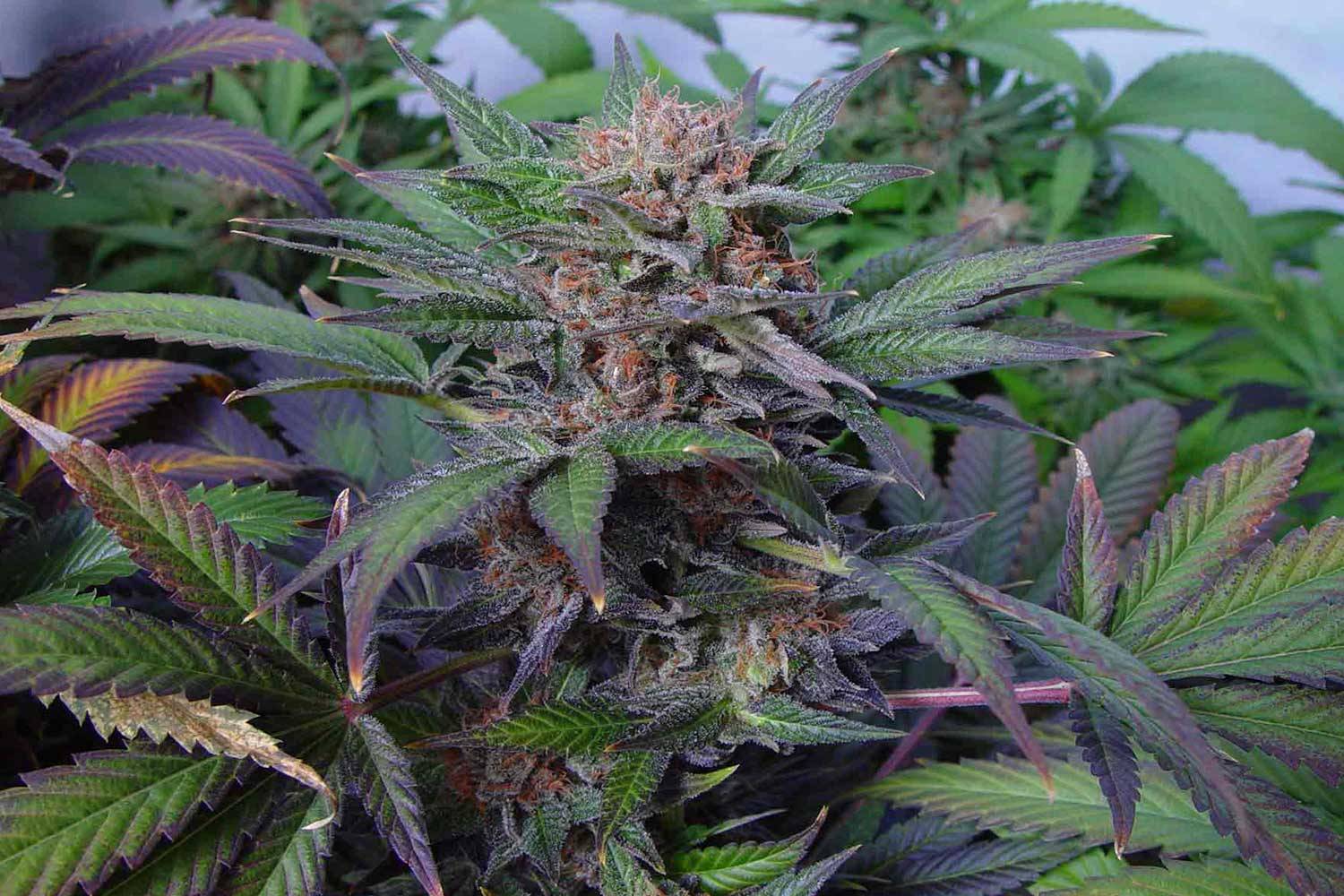 Soma Seeds Somango Regular Soma Seeds Somango Regular