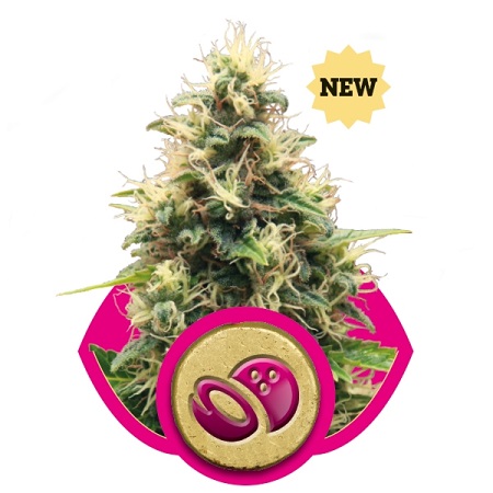 Somango XL – Feminized – Royal Queen Seeds