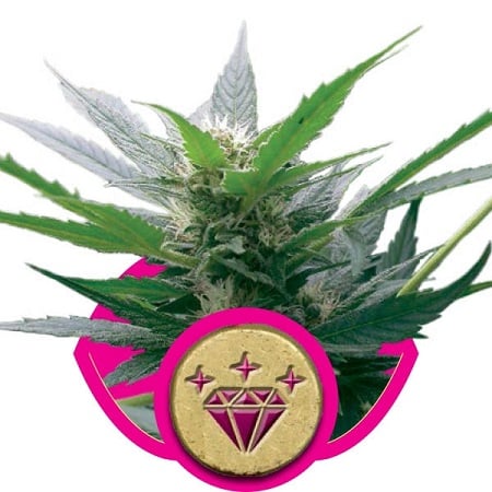 Special Kush #1 – Feminized – Royal Queen Seeds