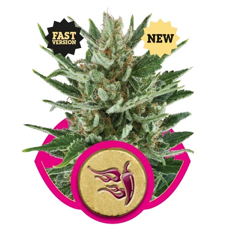 Speedy Chile Fast – Feminized – Royal Queen Seeds