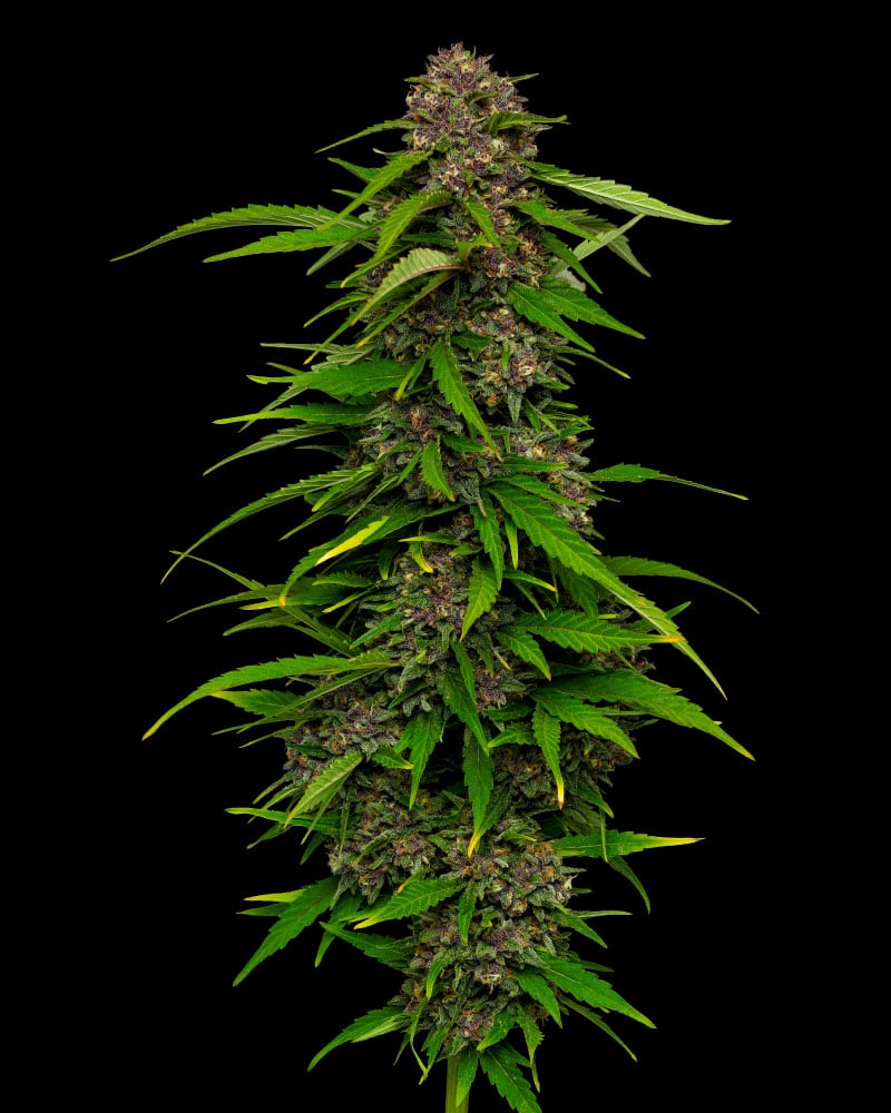 Squirt Auto - Feminized - 2024 Cannabis Seed Collection 