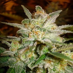 World of Seeds Legends Collection Star 47 Feminized