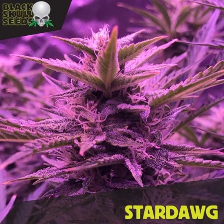 Stardawg - Feminized - Black Skull Seeds