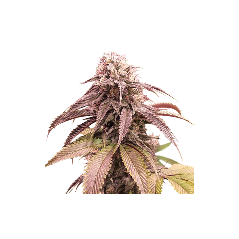 Strawberry Cookies - Feminized - Super Sativa Seed Club  