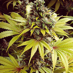 Sagarmatha Seeds Strawberry Fields Feminized