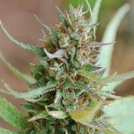 World of Seeds Legend Collection Strawberry Blue Feminized