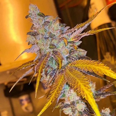 Strawberry Diesel Cookies - Regular - ONI Seed Co Strawberry Diesel Cookies - Regular - ONI Seed Co
