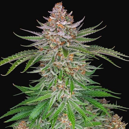 Strawberry Pie Auto - Feminized - Fast Buds