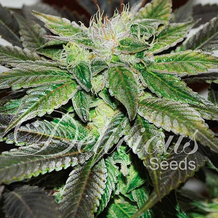 Delicious Seeds Sugar Candy Feminized
