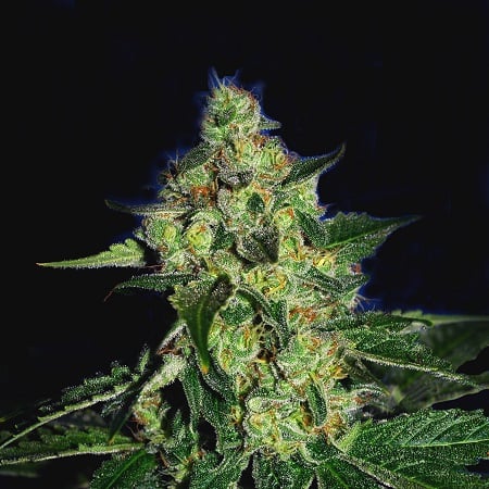Cali Connection Seeds SugarMill (The Gold Line) Feminized