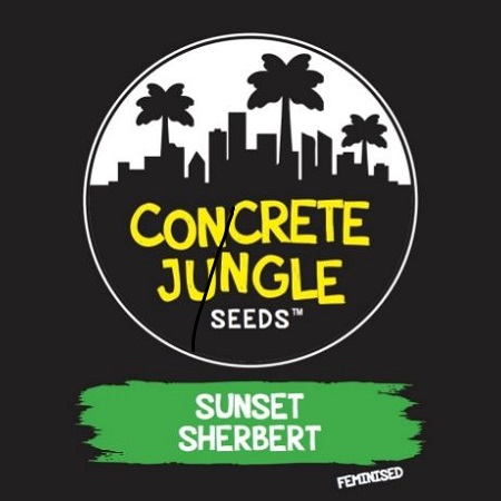 Concrete Jungle Seeds Sunset Sherbert Feminized