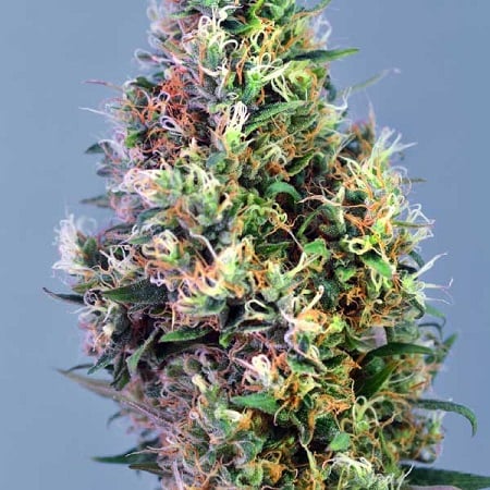Super Pineapple Haze – Feminized – Garden of Green Super Pineapple Haze – Feminized – Garden of Green