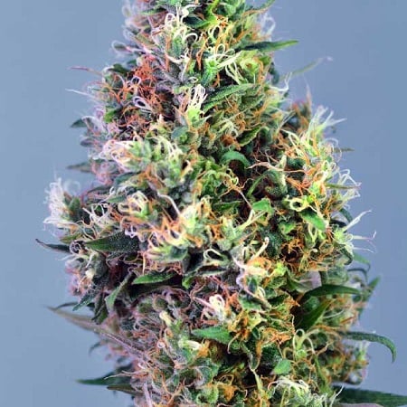 Super Pineapple Haze – Feminized – Garden of Green