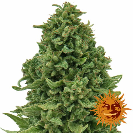 Sweet Tooth Auto - Feminized - 2024 Cannabis Seed Collection