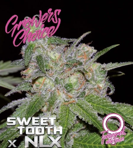 Sweet Tooth x NLX Auto - Feminized - Growers Choice