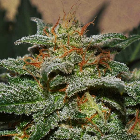 Sweetberry Cough Auto – Feminized – Garden of Green