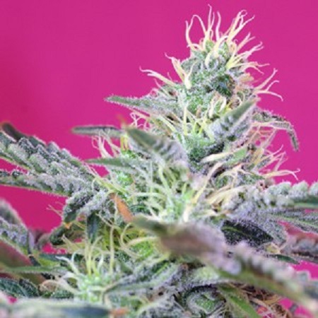 Sweet Seeds Sweet Cheese F1 Fast Version Feminized