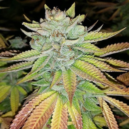 Karma Genetics Seeds Tha Melon Regular (Terp Line)