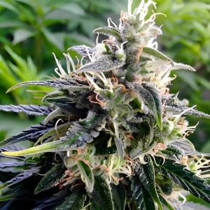 The King in the North-Feminized-Sensible Seeds Premium Selection 