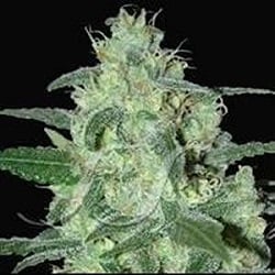 Samsara Seeds Thunder Bloody Mary Auto Feminised