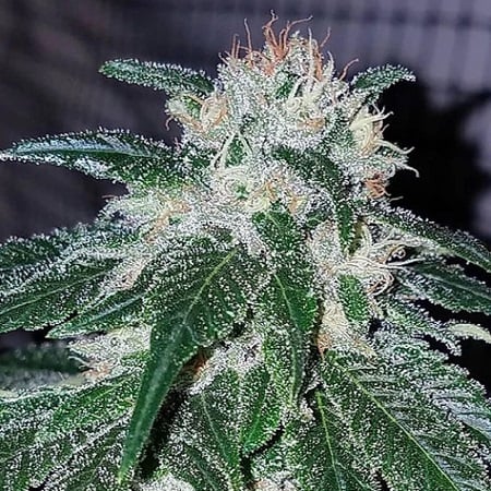 Tinky Winky - Regular - Emerald Mountain Legacy