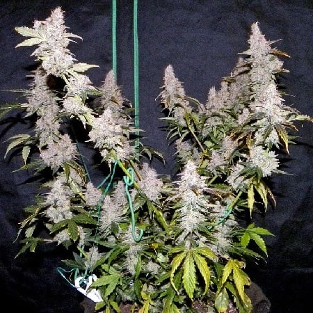 Auto The King in the North  - Feminized - Sensible Seeds Premium Selection