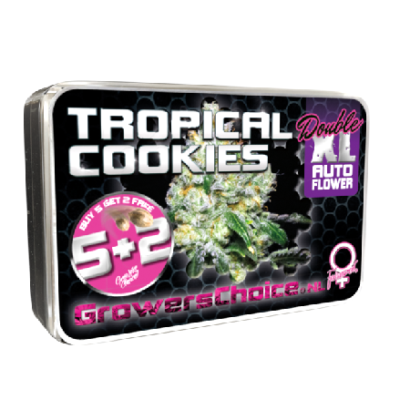 Tropical Cookies Double XL Auto - Feminized - Growers Choice