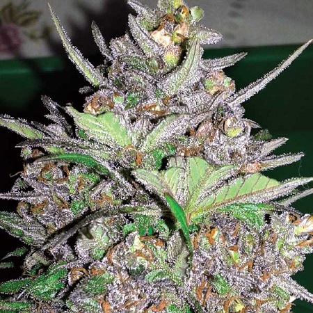 Violet Kush Auto – Feminized – Garden of Green