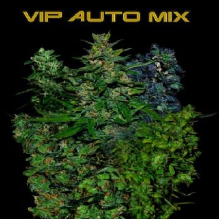 VIP Seeds VIP Auto Mix Feminized