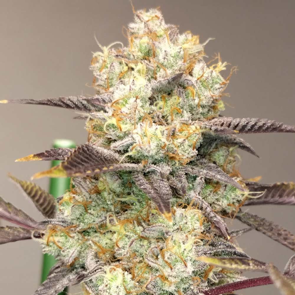 Vitamin Z - Feminized - Grounded Genetics 