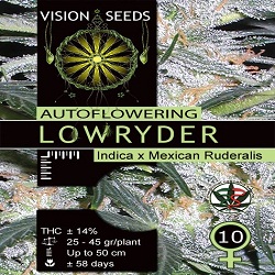 Vision Seeds Lowryder Auto Feminised Vision Seeds Lowryder Auto Feminised