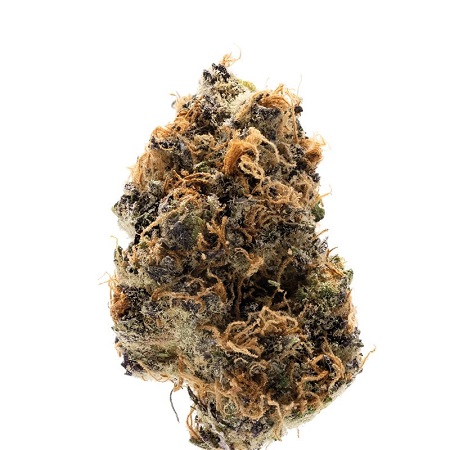 Watermelon Punch Auto - Feminized - Growers Choice