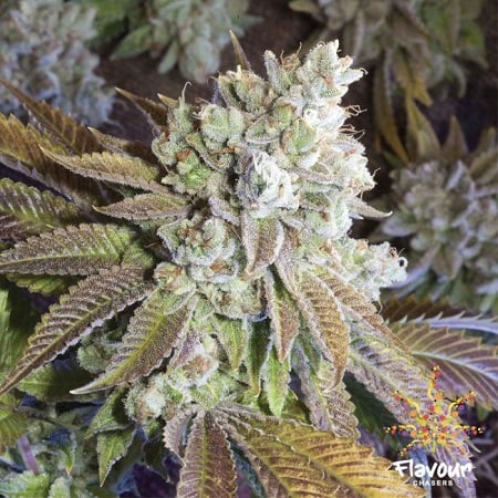 Flavour Chasers Seeds Wedding Cake Feminized