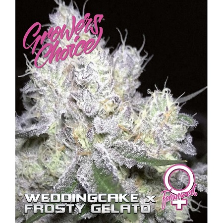 Weddingcake x Frosty Gelato - Feminized - Growers Choice