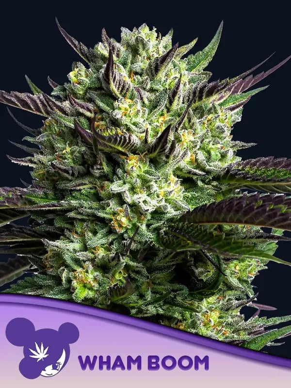 WHAM BOOM Feminized - Anesia Seeds
