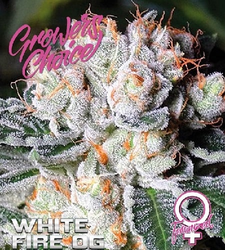 White Fire O.G. - Feminized - Growers Choice