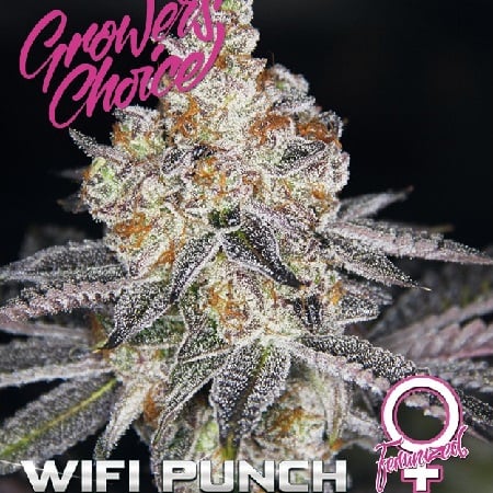 White Fire Punch - Feminized - Growers Choice