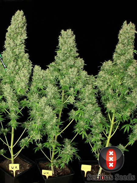 Serious Seeds White Russian Feminized