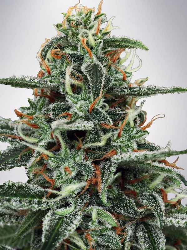 Ministry of Cannabis Seeds White Widow Feminized