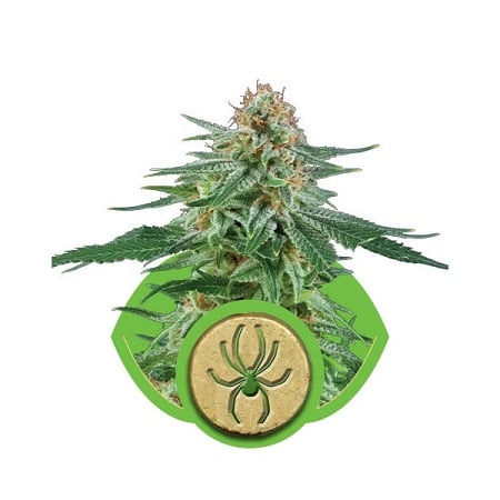 White Widow Automatic – Feminized – Royal Queen Seeds