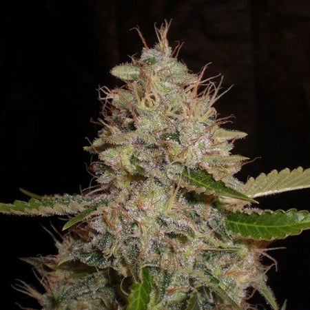 White Widow x Critical - Feminized - 2022 Cannabis Seed Collection