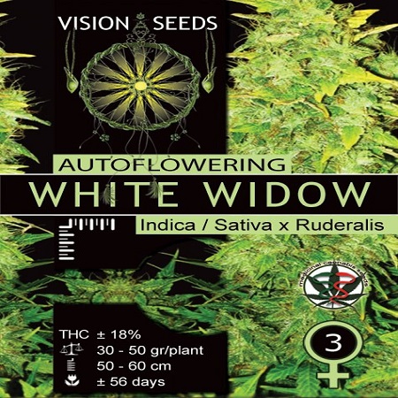 Vision Seeds White Widow Auto Feminized