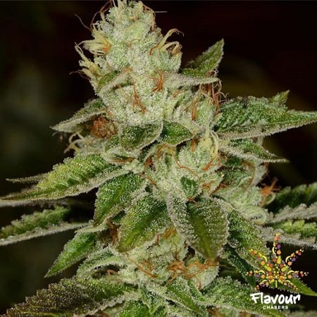 Flavour Chasers Seeds WIFI Feminized