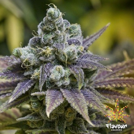 Flavour Chasers Seeds Zkittlez Feminized