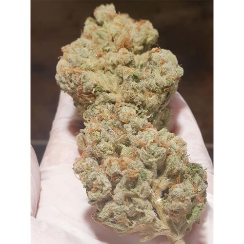 Candy Lime - Feminized - Zmoothiez Geneticz  